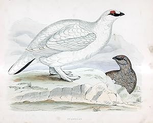 Image du vendeur pour Ptarmigan - hand coloured lithograph 1891 - Print mis en vente par Print Matters