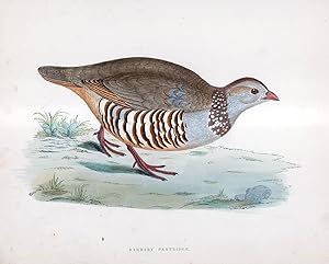 Barbary Partridge - hand coloured lithograph 1891 - Print