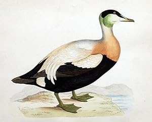 Eider Duck - hand coloured lithograph 1891 - Print