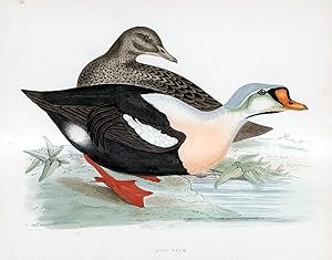 King Duck - hand coloured lithograph 1891 - Print