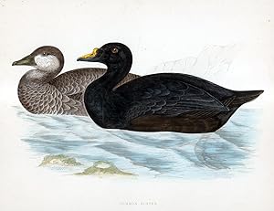 Common Scoter - hand coloured lithograph 1891 - Print