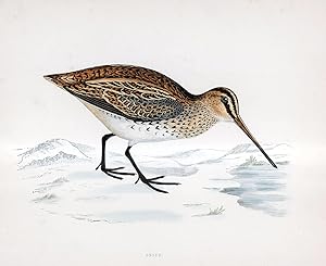 Snipe - hand coloured lithograph 1891 - Print