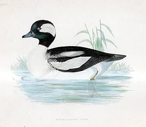 Buffel Headed Duck - hand coloured lithograph 1891 - Print