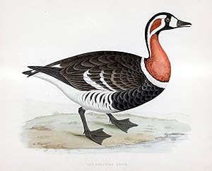 Red Breasted Goose - hand coloured lithograph 1891 - Print