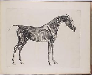 The Anatomy of the Horse. Including A particular Description of the Bones, Cartilages, Muscles, F...