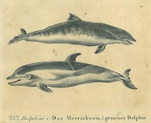 DELPHIN. "Delphine: a) Das Meerschwein, b) gemeiner Delphin". Zwei Darstellungen auf einem Blatt.