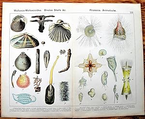 Antique Chromolithograph. Mollusca Molluscoids. Bivalve Shells etc