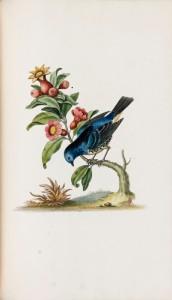 Image du vendeur pour A Natural History of Birds. mis en vente par Librairie Camille Sourget