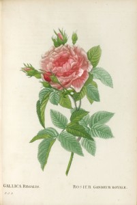 Seller image for Les Roses peintes par J.P. Redout. for sale by Librairie Camille Sourget