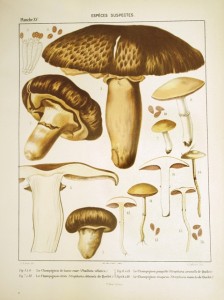 Atlas des champignons comestibles et vénéneux de la France et des pays circonvoisins contenant 72...