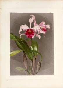 Image du vendeur pour Reichenbachia, orchids illustrated and described. mis en vente par Librairie Camille Sourget