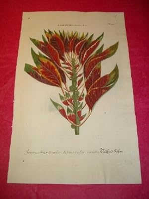 ORIGINAL COLOURED ENGRAVING - Amaranthus tricolor Luteus Ruber viridis - Plate No. 93 from Phytan...