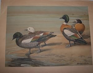 Bild des Verkufers fr Four Ducks on the Shoreline (Vintage Lithograph) zum Verkauf von Antiquarian Bookshop