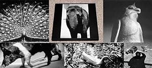 Seller image for MORIYAMA ZOO NO. 1: THE LIMITED EDITION - Scarce Pristine/Shrinkwrapped Copy of The Limited Boxed Edition for sale by ModernRare