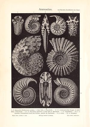 Alter historischer Druck Ammoniten Autotypie 1902