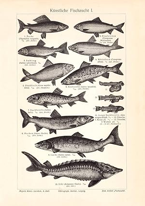 Alter historischer Druck Künstliche Fischzucht I. - II. Holzstich 1904