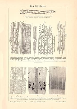 Alter historischer Druck Bau des Holzes Holzstich 1905