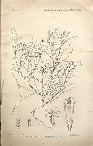 Report on Antarctic plants to Sir Joseph Hooker, in The Journal of the Linnean Society, Botany No...