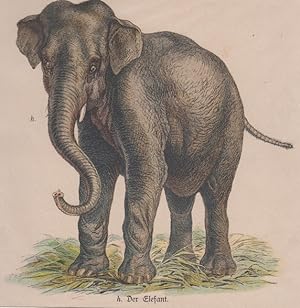 Elefant Indischer Afrikanischer HOLZSTICH von 1898 