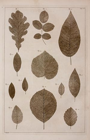 [Leaf Skeletons]. TAB. V. [from] Locupletissimi Rerum Naturalium Thesauri.