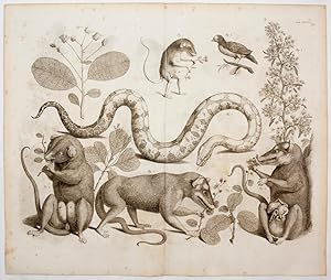 [Snake and opossums]. TAB. XXXVI. [from] Locupletissimi Rerum Naturalium Thesauri.