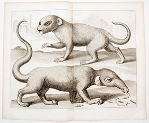 [Anteater and Mongoose]. TAB. XI. [from] Locupletissimi Rerum Naturalium Thesauri.