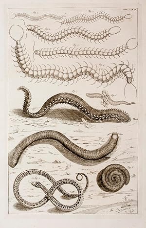 [Centipedes and Milipedes]. TAB. LXXXI. [from] Locupletissimi Rerum Naturalium Thesauri.