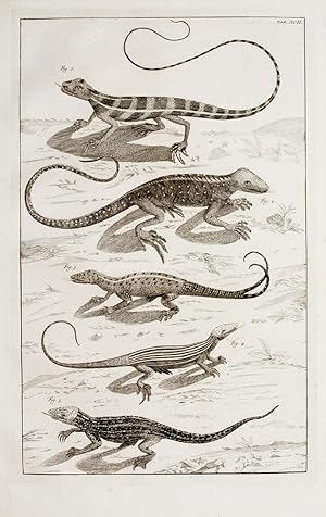 [Lizards and anoles]. TAB. XCII. [from] Locupletissimi Rerum Naturalium Thesauri.