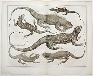 [Lizards]. TAB. XCVI. [from] Locupletissimi Rerum Naturalium Thesauri.