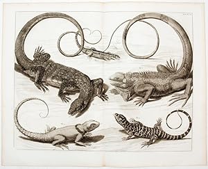 [Iguanas]. TAB. XCVII. [from] Locupletissimi Rerum Naturalium Thesauri.