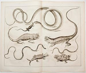 [Salamanders, Squamata]. TAB. CIX. [from] Locupletissimi Rerum Naturalium Thesauri.