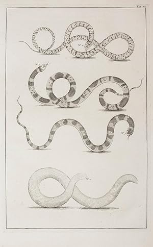 [Various snakes]. TAB. VI. [from] Locupletissimi Rerum Naturalium Thesauri.