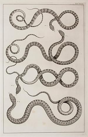 [Arabian and Ceylon Snakes]. TAB. XXXIX. [from] Locupletissimi Rerum Naturalium Thesauri.