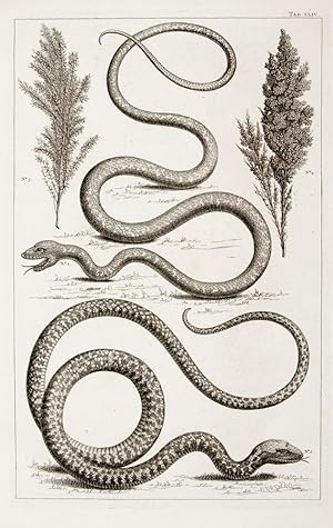 [Flying snake]. TAB. XLIV. [from] Locupletissimi Rerum Naturalium Thesauri.