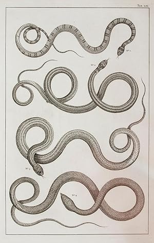 [Various snakes]. TAB. LIII. [from] Locupletissimi Rerum Naturalium Thesauri.