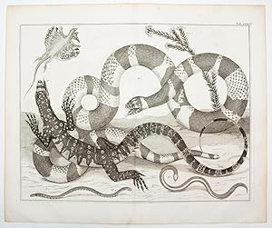 [Flying Dragon, Asian Snake, Monitor Lizard]. TAB. LXXXVI. [from] Locupletissimi Rerum Naturalium...