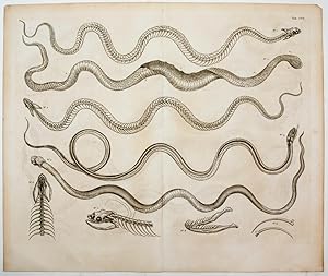 [Snake Osteology]. TAB. CVII. [from] Locupletissimi Rerum Naturalium Thesauri.