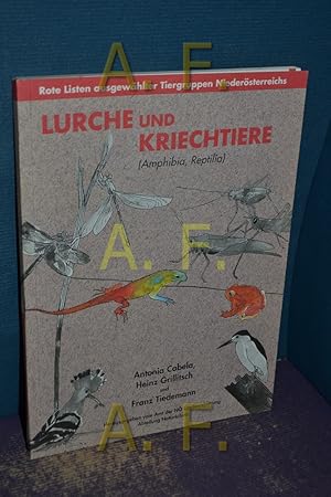 Bild des Verkufers fr Lurche und Kriechtiere : (Amphibia, Reptilia) , eine Rote Liste der in Niedersterreich gefhrdeten Arten. hrsg. vom Amt der N Landesregierung, Abteilung Naturschutz in Zusammenarbeit mit der sterreichischen Gesellschaft fr Herpetologie (GH). Von , Heinz Grillitsch und Franz Tiedemann / Rote Listen ausgewhlter Tiergruppen Niedersterreichs zum Verkauf von Antiquarische Fundgrube e.U.