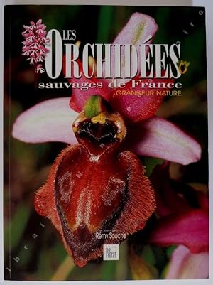 Imagen del vendedor de Les orchidées sauvages de France Grandeur Nature a la venta por ARTLINK