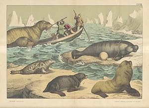 [SCENA di caccia al tricheco nel mare polare artico].