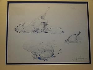 Original Pencil Drawing- ELAND STUDY By Wilhelm Kuhnert