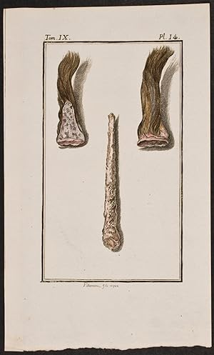 Seller image for Animal Parts for sale by Trillium Antique Prints & Rare Books
