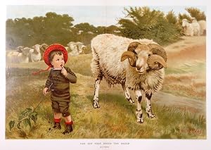 THE BOY THAT DROVE THE SHEEP. Delightful image of a young shepherd boy looking quizzically at a...