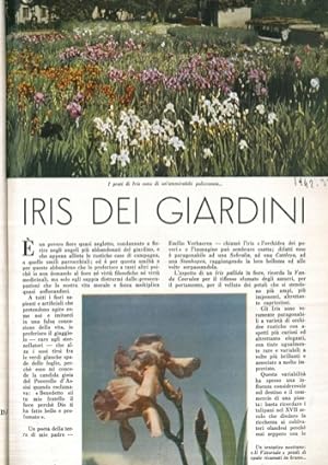 Iris dei giardini.