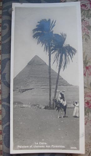 CPA panoramique Egypte Le Caire Palmiers et Chameau aux Pyramides