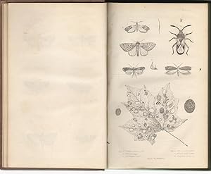 First and Second Report on the Noxious, Beneficial and Other Insects of the State of New-York