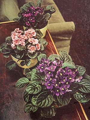 Seller image for Flowering Houseplants (Time-Life Gardener's Guide) for sale by Mad Hatter Bookstore