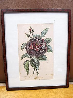 Prince Albert new perpetual rose. Drawn from nature by Lucy de Beaurepaire, engraved by Alfred Ad...