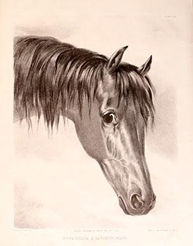 Seller image for Bobadilla a Favorite Mare. for sale by Wittenborn Art Books