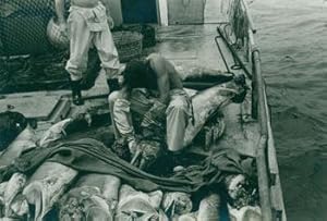 Seller image for Print of photograph of fishermen on boat cutting up swordfish. for sale by Wittenborn Art Books
